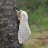 Spilosoma lubricipeda